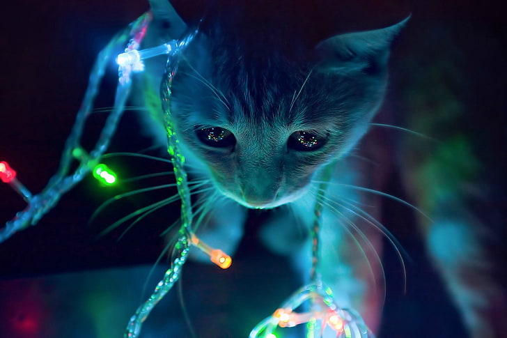 cat, Lights, macro, neon, HD wallpaper