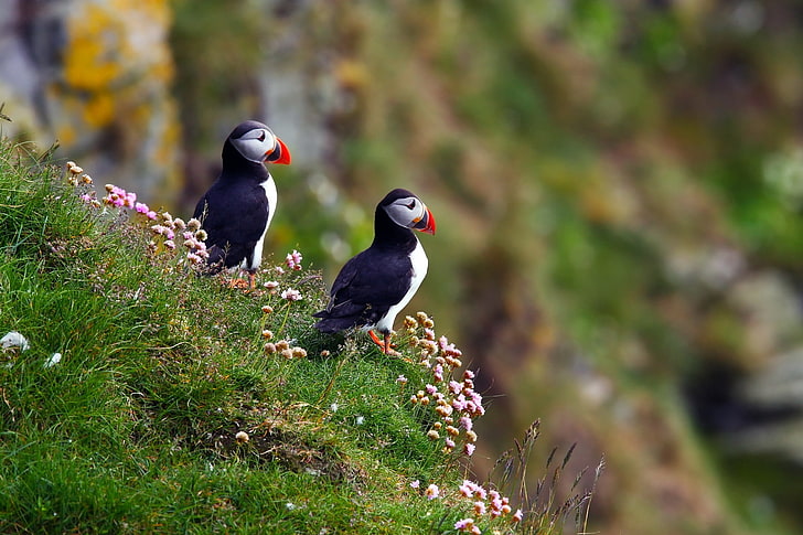 two Atlantic puffins, bird, grass, flowers, nature, animal, wildlife, HD wallpaper