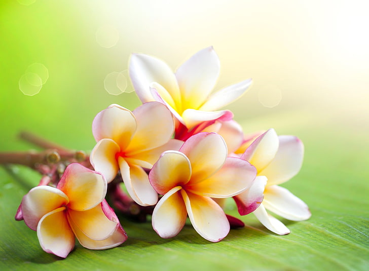 white-and-pink plumeria flowers, branch, lie, frangipani, nature, HD wallpaper