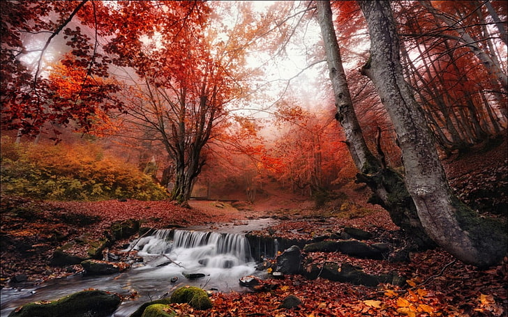red leaf trees, untitled, nature, landscape, fall, mist, forest