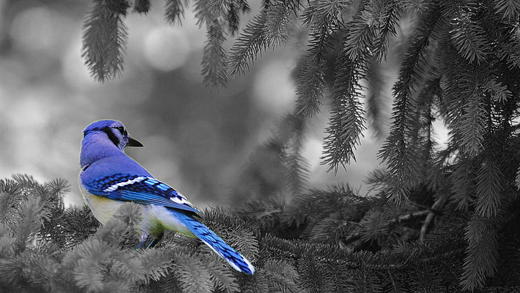 selective coloring, animals, birds, blue jays, tree, plant