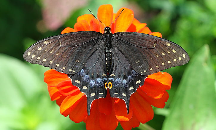 Great mormon butterfly on orange petaled flower during daytime, swallowtail, swallowtail