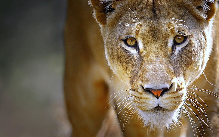 brown lioness, face, eyes, predator, wildlife, animal, lion - Feline, HD wallpaper