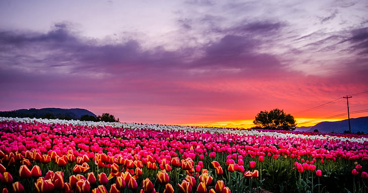 pink tulips during golden hour, tulip, Sunrise, Abbotsford, Farm, HD wallpaper