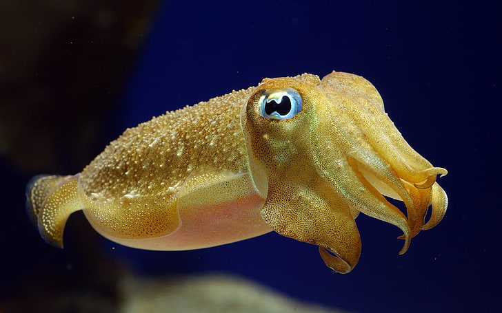 yellow squid, cuttlefish, underwater, swim, bright, eyes, animal, HD wallpaper