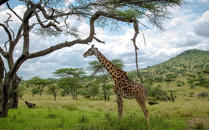 giraffe standing in front of the tre, animals, giraffes, mammals