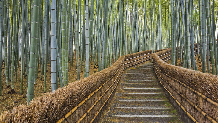 bamboo lot, fence, Japan, Kyoto, path, nature, forest, tree, bamboo - Plant