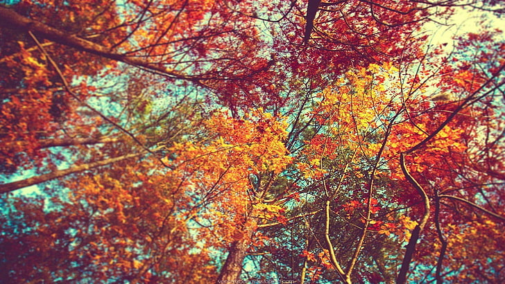 maple tree, trees, leaves, colorful, branch, fall, plants, nature, HD wallpaper