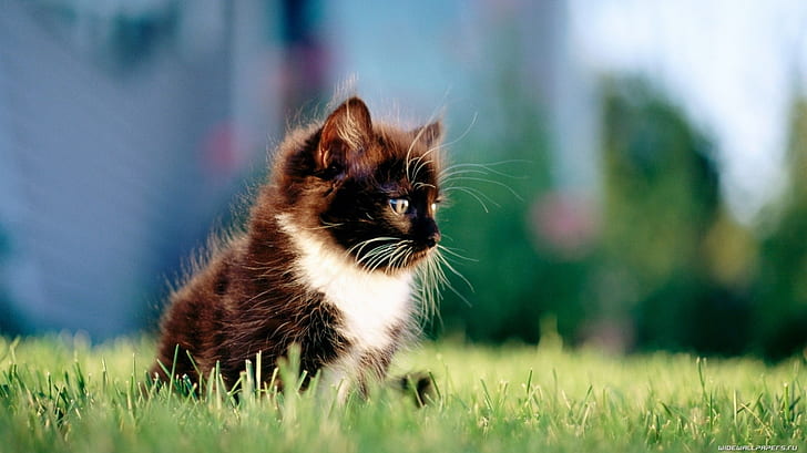 Cat Kitten Grass HD, animals, HD wallpaper