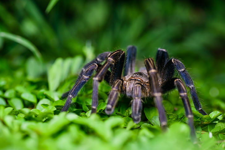 black and brown tarantula on green grass during day time, haplopelma lividum, kaeng krachan district, haplopelma lividum, kaeng krachan district