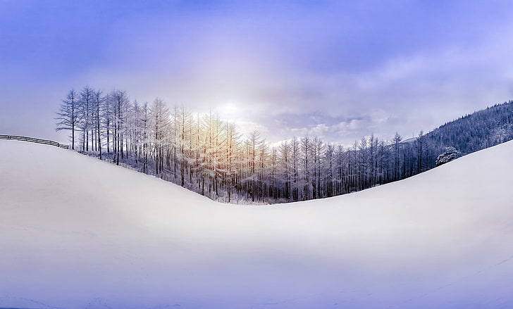 snow capped fine trees, winter, seasons, landscape, cold temperature, HD wallpaper