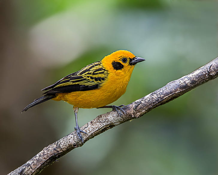 shallow depth of field photo of yellow and black bird perching on the branch of tree, tanager, tanager
