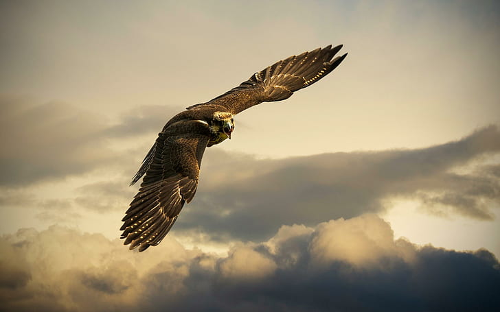 HD wallpaper: Bird Sky Eagle Flight, brown falcon | Wallpaper Flare