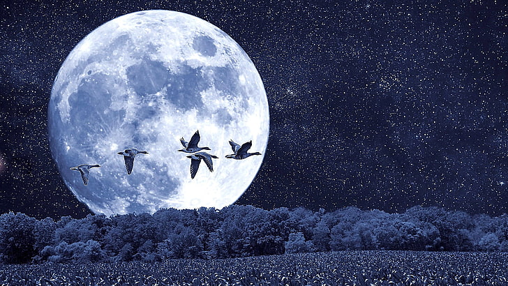 night sky, moon, birds, moonlight, full moon, mallards, fantasy landscape, HD wallpaper