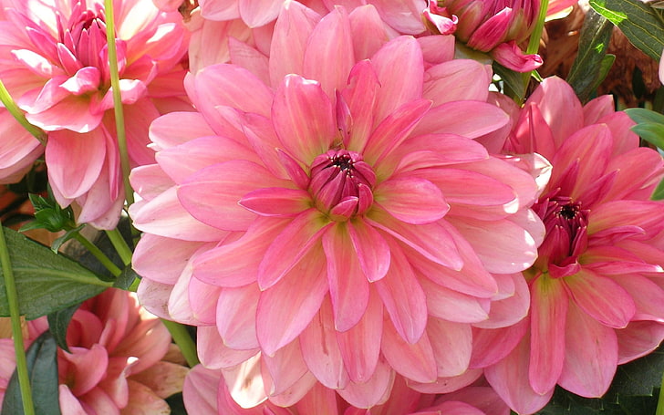 Dahlia Flowers Light Pink Petals Wallpaper For Mobile Tablet And Desktop 3840×2400