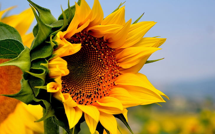 Sunflower, yellow flowers, summer, HD wallpaper