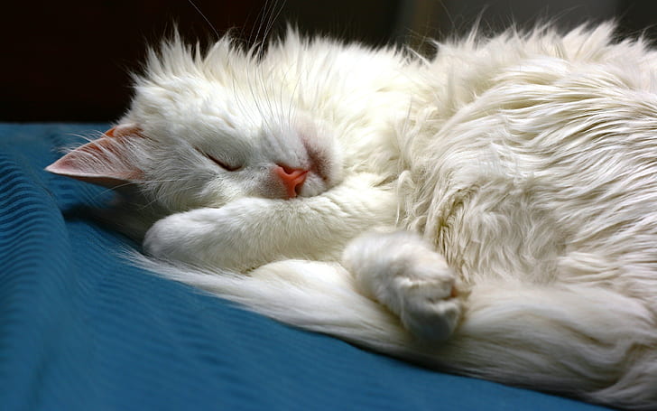Turkish Angora Cat Sleeping, white, cute, HD wallpaper