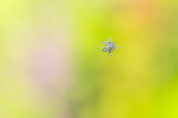 photography, reflection, insect, Fly, floating, blurred, one animal