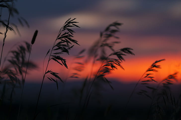 plants, sunset, silhouette, reeds, nature, HD wallpaper