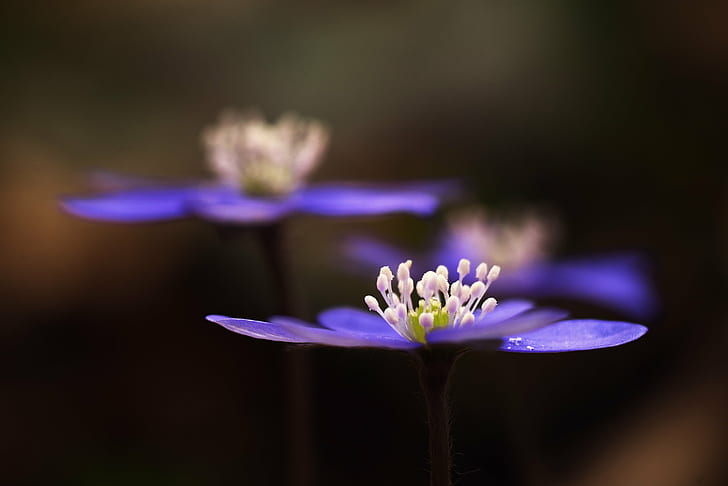 close-up photography of blue petaled flower, Hepatica  nobilis, HD wallpaper