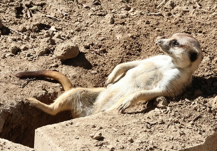 Meerkat Sunbathing, rasslabon, relaxation, Nora, HD wallpaper
