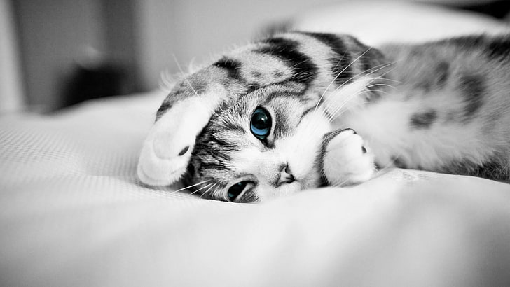 cute cat, blue eyes, kitten, animals, monochrome, black and white, HD wallpaper