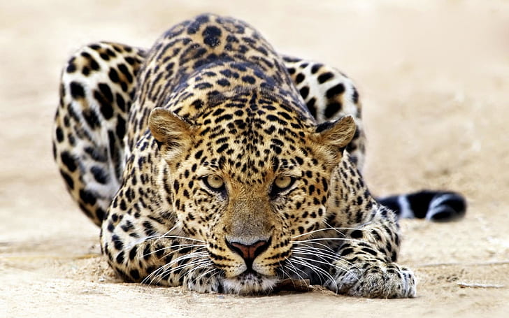 Leopard Staring, HD wallpaper
