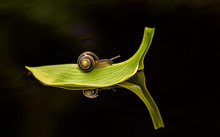 brown snail, leaf, dark water, close-up, traveling, green, nature