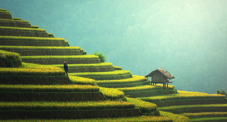 nature, landscape, Rice field, rice fields, peasants, agriculture