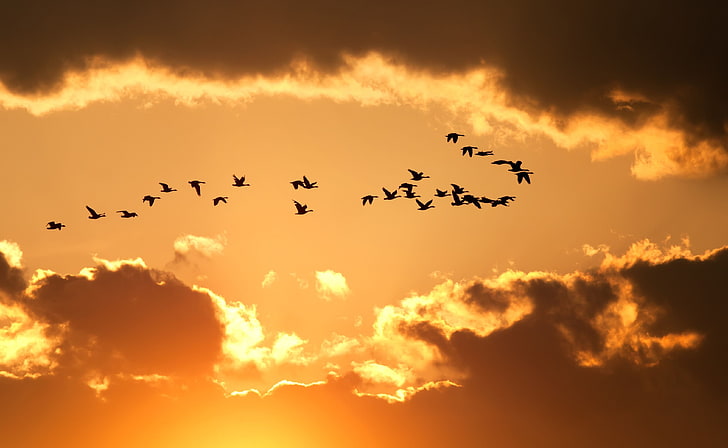 flock of birds, the sky, clouds, flight, yellow, nature, background