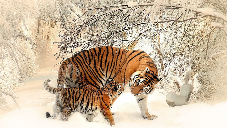 tiger, tigers, snow, winter, animals