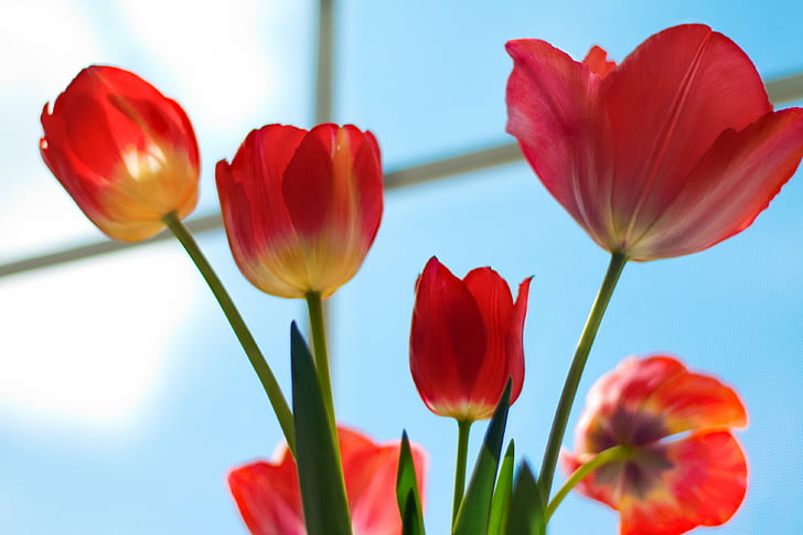 red flowers, tulips, tulips, colored  pencil, magazine, cpm, challenge, HD wallpaper