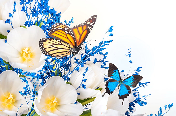 white petaled flower and two brown and blue butterflies, flowers, HD wallpaper