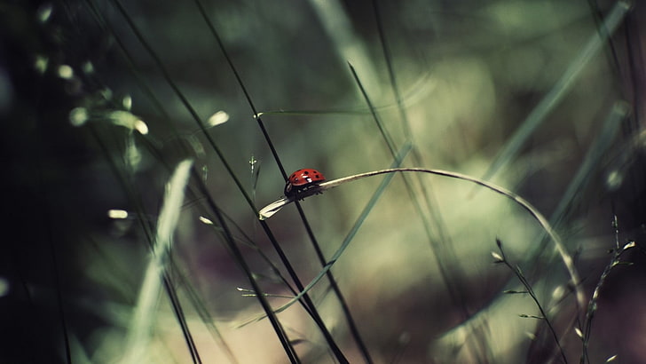 red and black ladybug, selective focus photography of red and black Ladybug