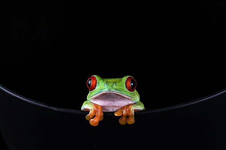 red-eye tree frog, amphibian, Red-eyed Tree Frog, Agalychnis callidryas, HD wallpaper