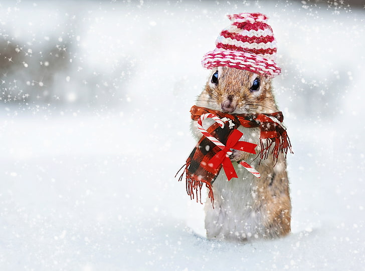 HD wallpaper: Cute Squirrel, Snowfall, Winter Holidays, Christmas, Candy,  Funny | Wallpaper Flare