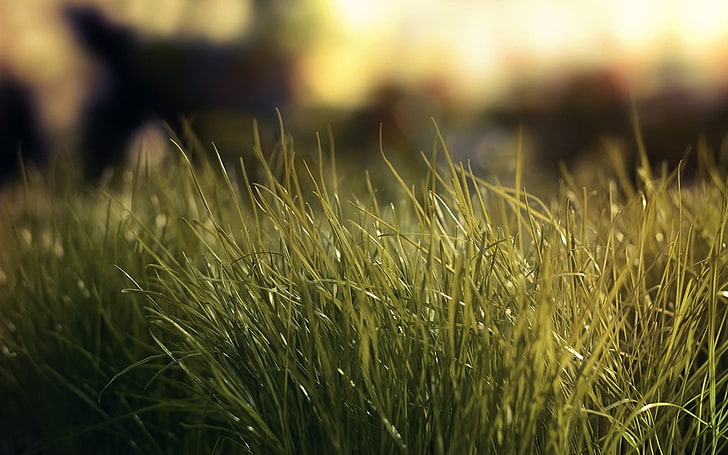 green grass field, nature, plant, growth, land, selective focus, HD wallpaper