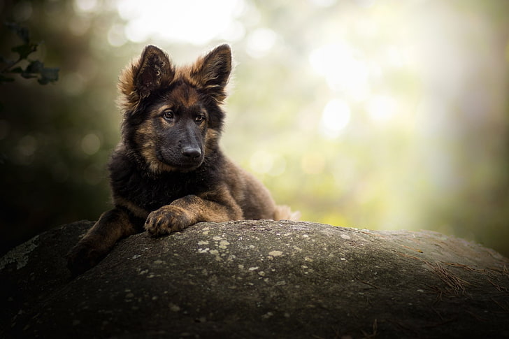 HD wallpaper: Dogs, German Shepherd, Baby Animal, Pet, Puppy | Wallpaper  Flare