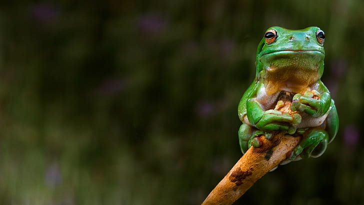 animals, nature, frog, amphibian, HD wallpaper