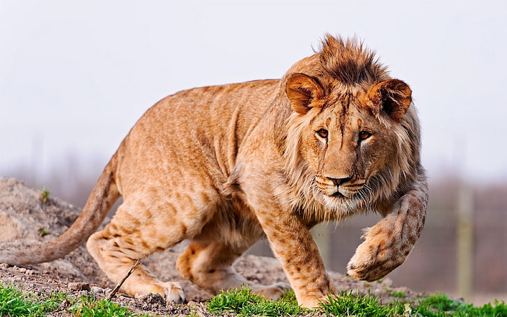 Lion In Hunting Desktop Wallpaper Hd For Mobile Phones And Laptops 3840×2400, HD wallpaper