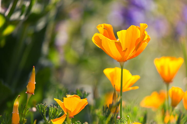 selective focus photography of yellow California Poppy flowers, HD wallpaper