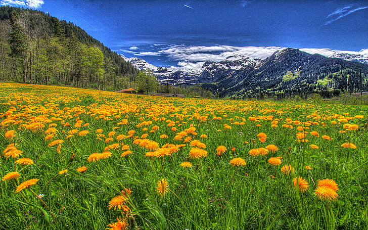 Landscape Nature Meadow With Yellow Flowers Of Dandelion And Green Grass, Pine Forest Trees Snow Rocky Mountains, Blue Sky And White Cloud Hd Wallpaper