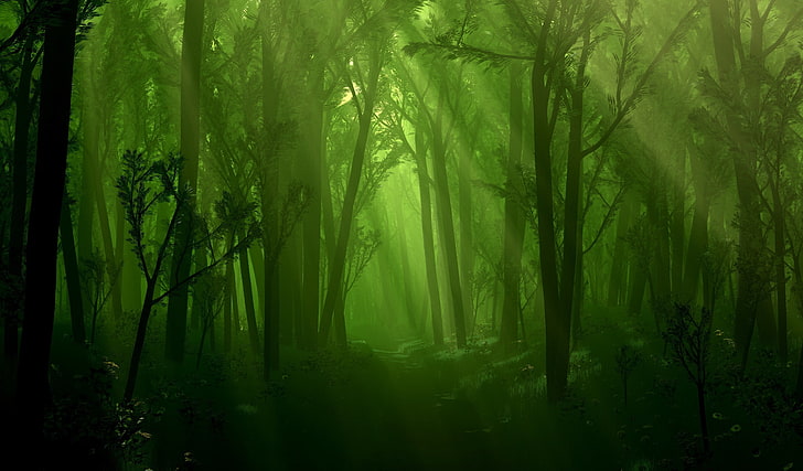 tall green leafed trees illustration, forest, light, stream, nature, HD wallpaper