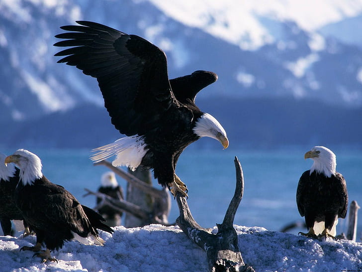 Wings Extended Bald Eagles, HD wallpaper