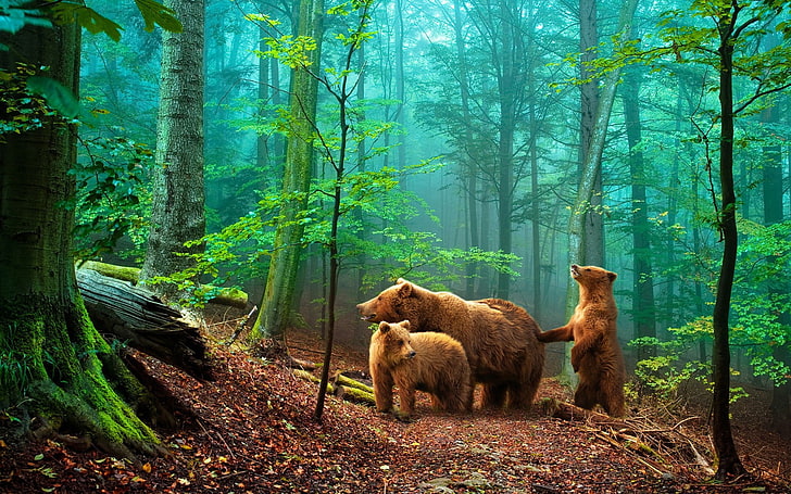 three grizzly bears in forest digital wallpaper, animals, tree