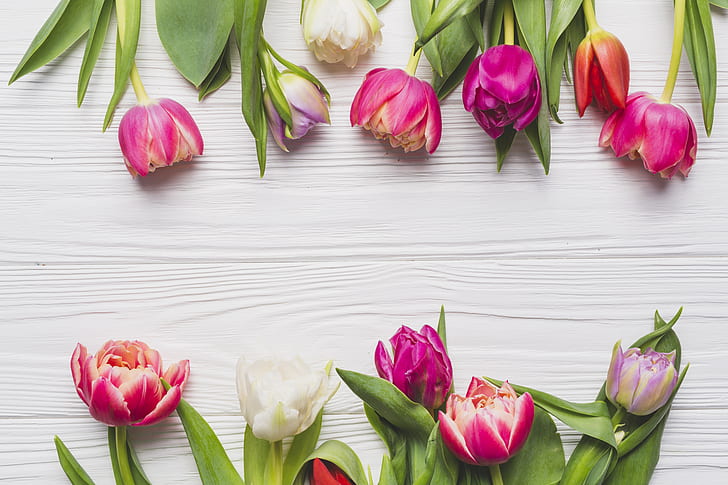 Flowers, Spring, Tulips, Background, HD wallpaper