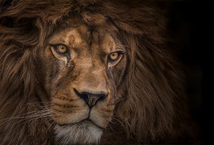 wildlife photography of a lion, animal, mammal, animal wildlife, HD wallpaper