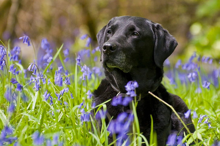Labrador Retriever, black labrador retriever, Dog, flowers, bells, HD wallpaper