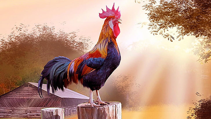chicken, rooster, cock, bird, fowl, beak, painting art, artwork