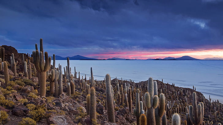 clouds, mountains, lake, cactus, Bolivia